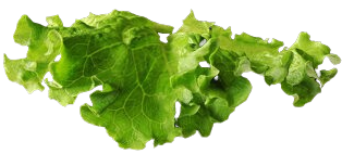 Lettuce